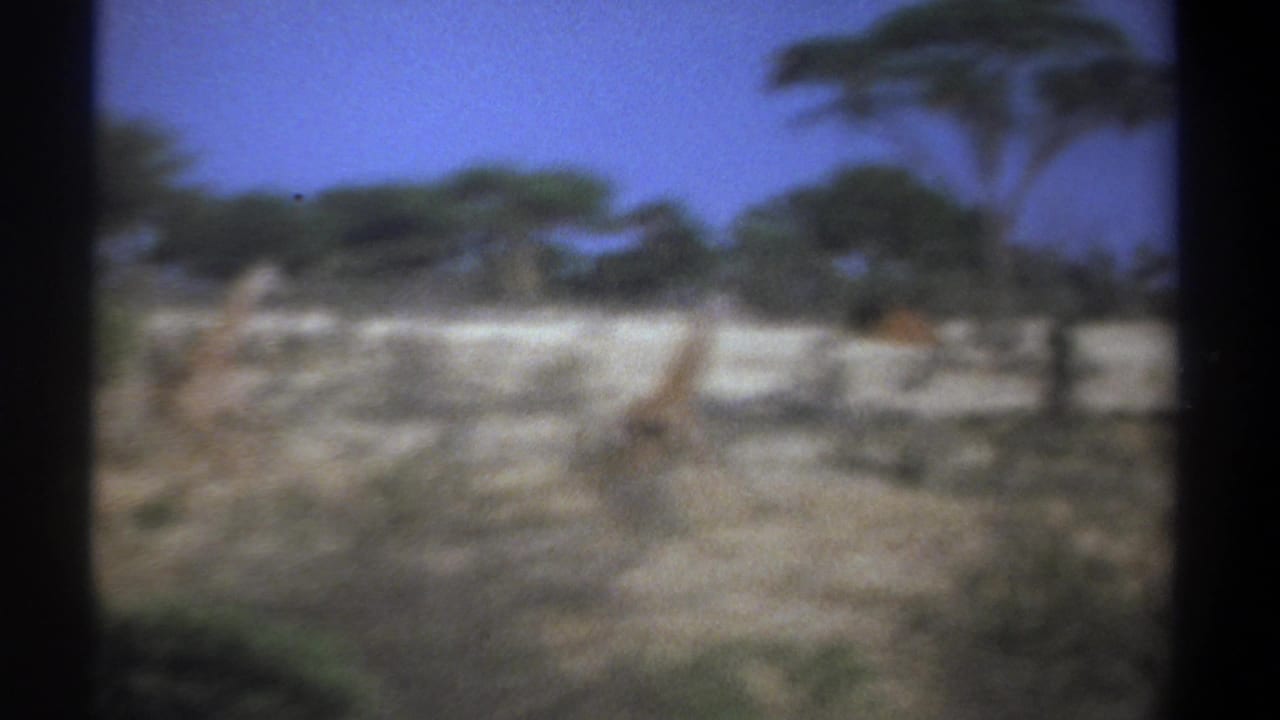 Several giraffes appear across a dry savanna with trees behind them.