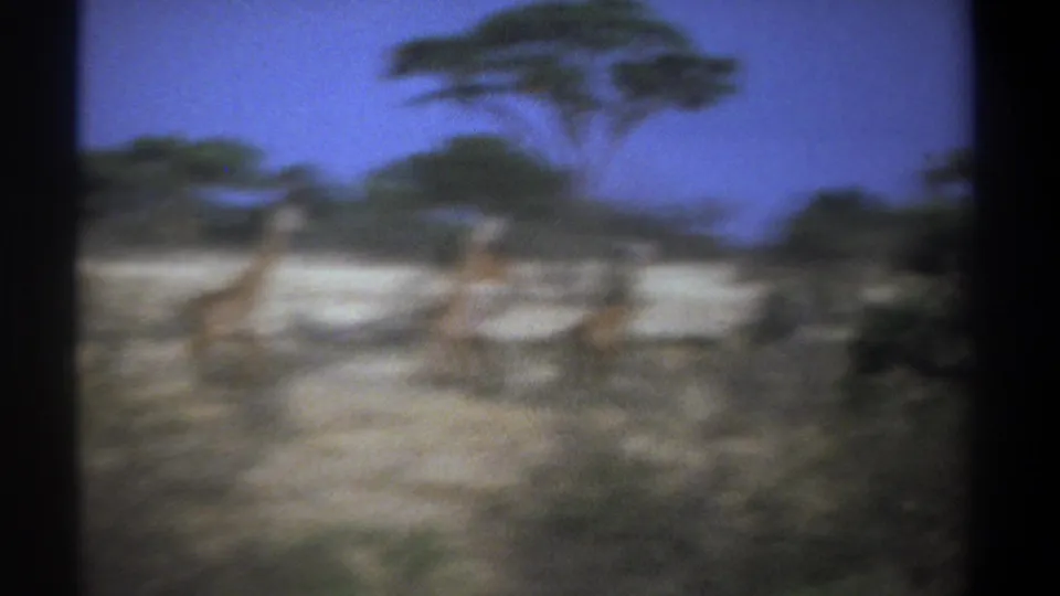 Soft 8mm frame from Kenya in 1969 showing a giraffe in motion across dry savanna, with tree shapes blurred by the moving camera.