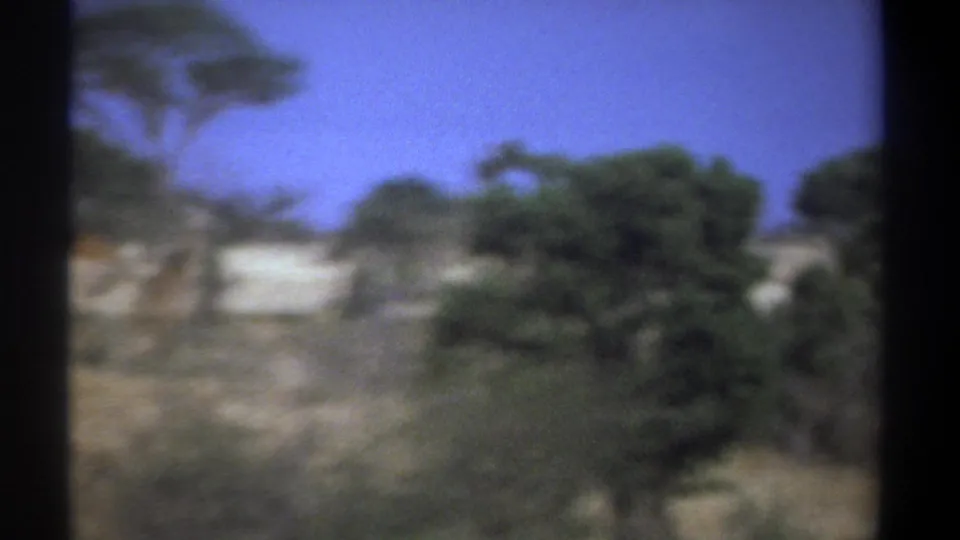 1969 Kenya 8mm frame with giraffes partly obscured by shrubs, dry grass, and acacia-like trees beneath a bright blue sky.