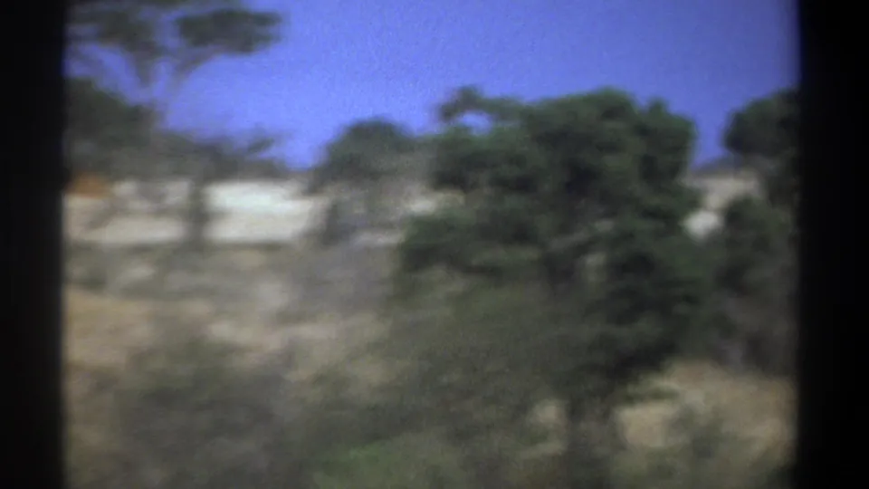1969 Kenya 8mm frame with blurred savanna trees and brush viewed from a moving camera position.
