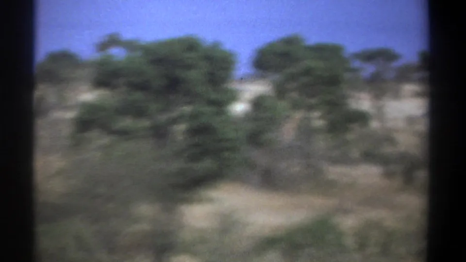 1969 Kenya home-movie frame showing soft, blurred vegetation and dry terrain before the elephant comes into view.