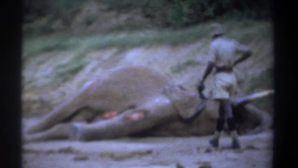 Kenya 1969 8mm frame showing a man in light safari attire beside a large motionless elephant with visible wounds.