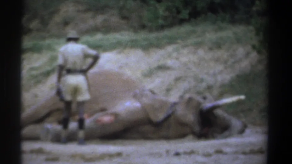 Kenya 1969 8mm frame showing a man in safari clothing beside the rear portion of a motionless elephant on dry ground.