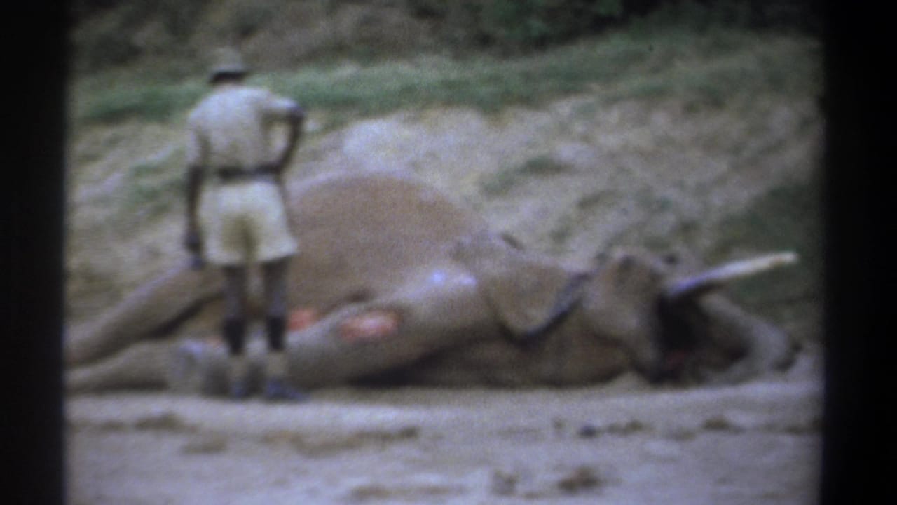 1969 Kenya 8mm frame showing a man in safari attire beside a motionless elephant with trunk and tusk visible.