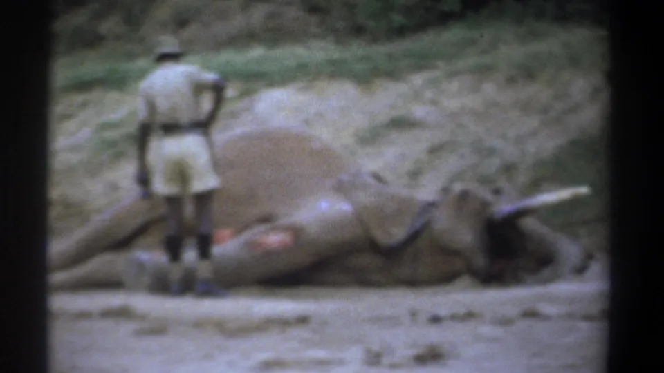 1969 Kenya 8mm frame showing a man in safari attire beside a motionless elephant with trunk and tusk visible.