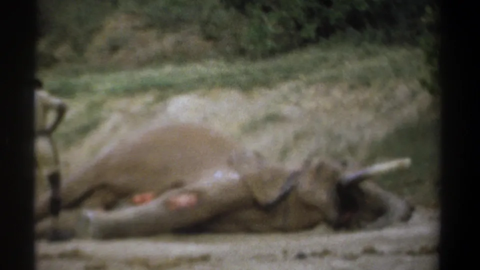 1969 Kenya frame focused on a deceased elephant lying beside the road, with a person partly visible at the edge.