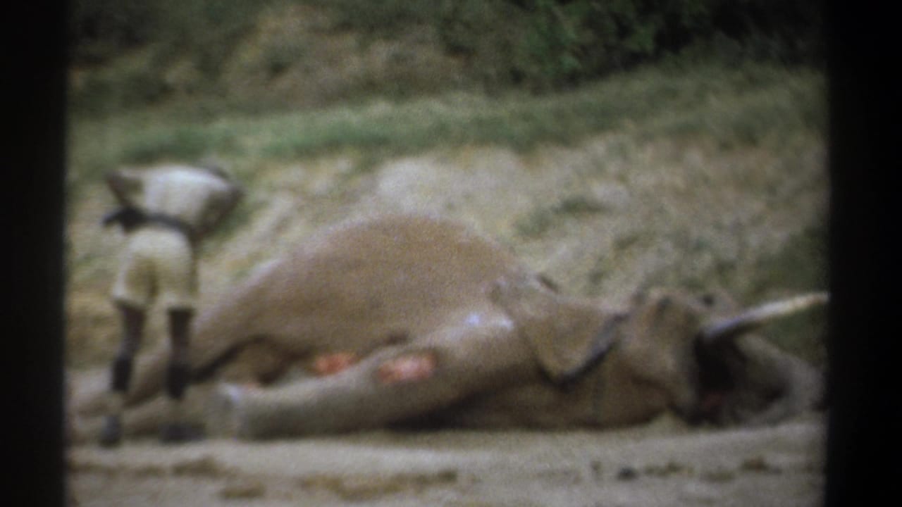 In Kenya 1969 home-movie footage, a man in light safari clothing observes an elephant lying on its side on dusty ground.