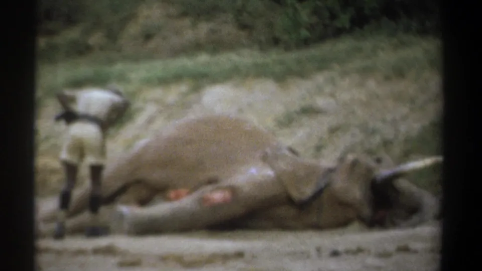 In Kenya 1969 home-movie footage, a man in light safari clothing observes an elephant lying on its side on dusty ground.