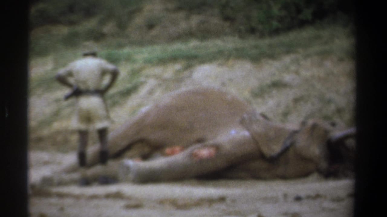 Man with hands on hips faces an elephant lying on the ground.