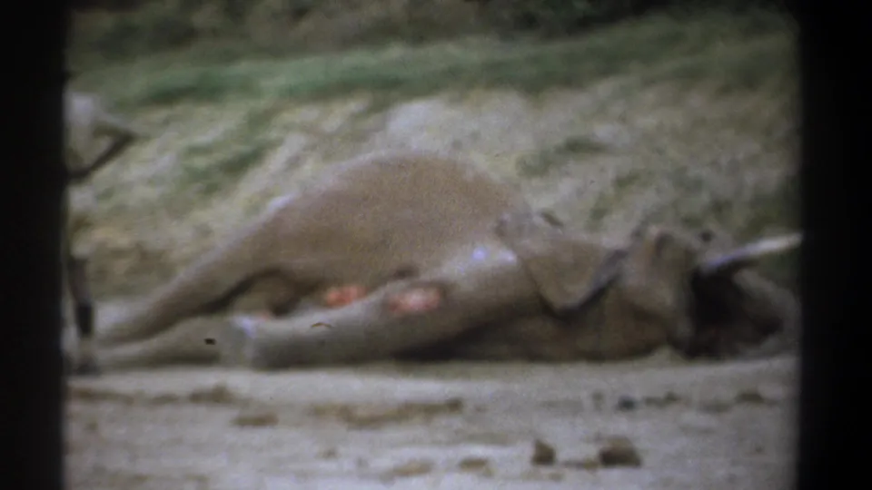 The Kenya 1969 8mm frame shows the elephant on dusty ground with the observer partly cut off at the left edge.