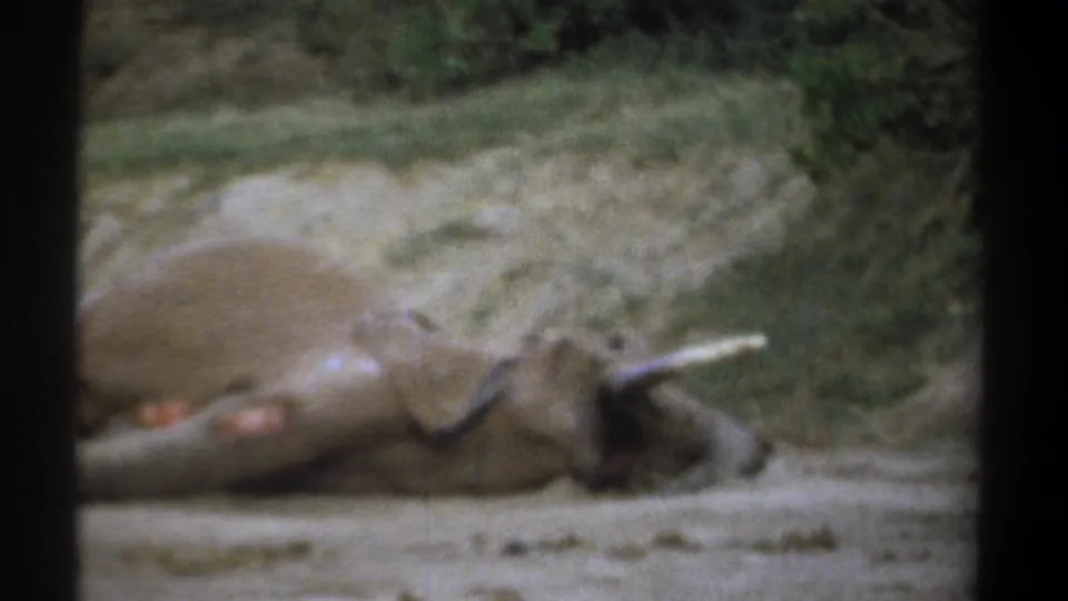 The final Kenya 1969 frame centers the elephant lying on its side, with trunk and tusk area visible against brush and dirt.