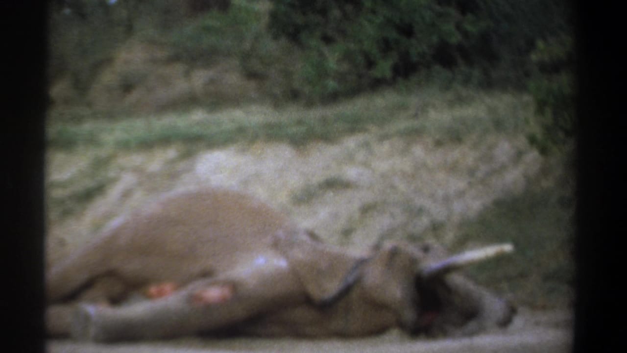 1969 Kenya 8mm frame showing a dead elephant on its side in a dirt road, with tusks, a grassy bank, and brush in the background.