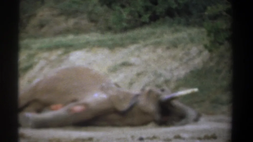 1969 Kenya 8mm frame of a dead elephant lying beside a grassy bank, with tusks visible and soft handheld focus.