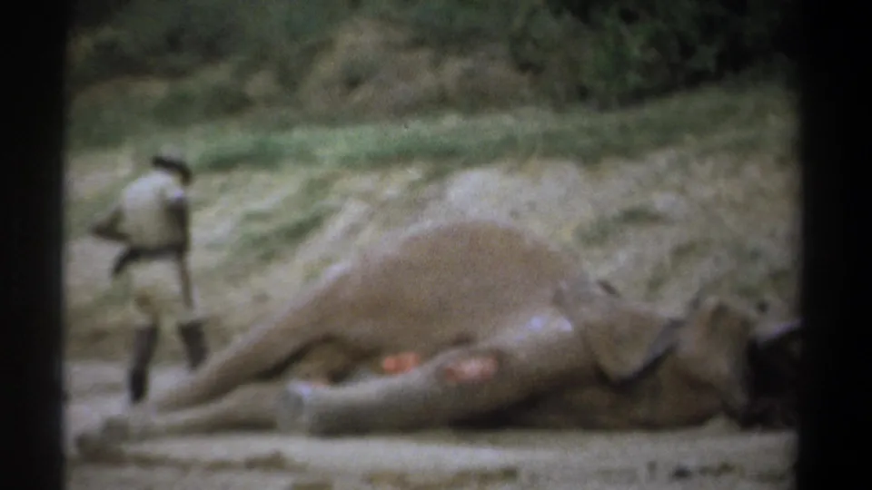 1969 Kenya 8mm frame showing a man in light safari attire near a dead elephant on sandy ground with brush behind it.