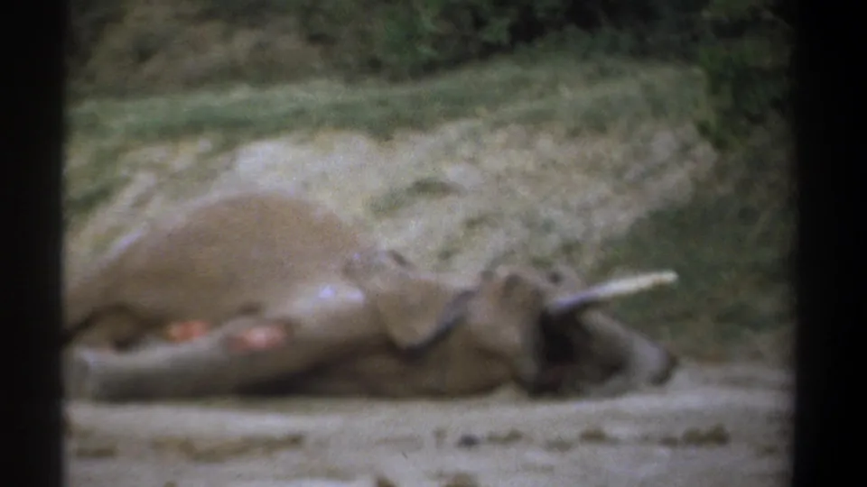 1969 Kenya 8mm frame showing the dead elephant closer in view, with tusks and wounds visible against a grassy background.