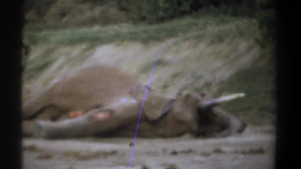 1969 Kenya 8mm frame of a dead elephant on sandy ground, with a tusk visible and a vertical film scratch crossing the image.