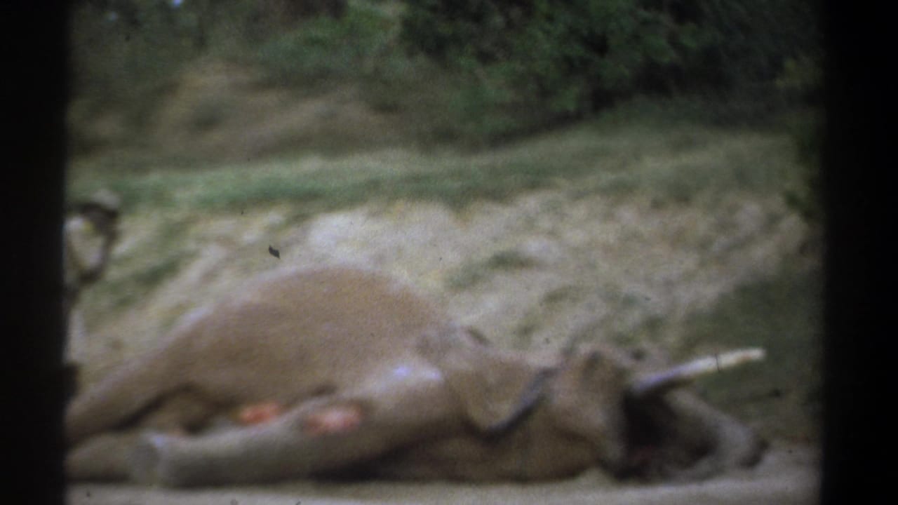 1969 Kenya 8mm frame showing a dead elephant lying on its side, partly blurred and seen through dark frame edges.