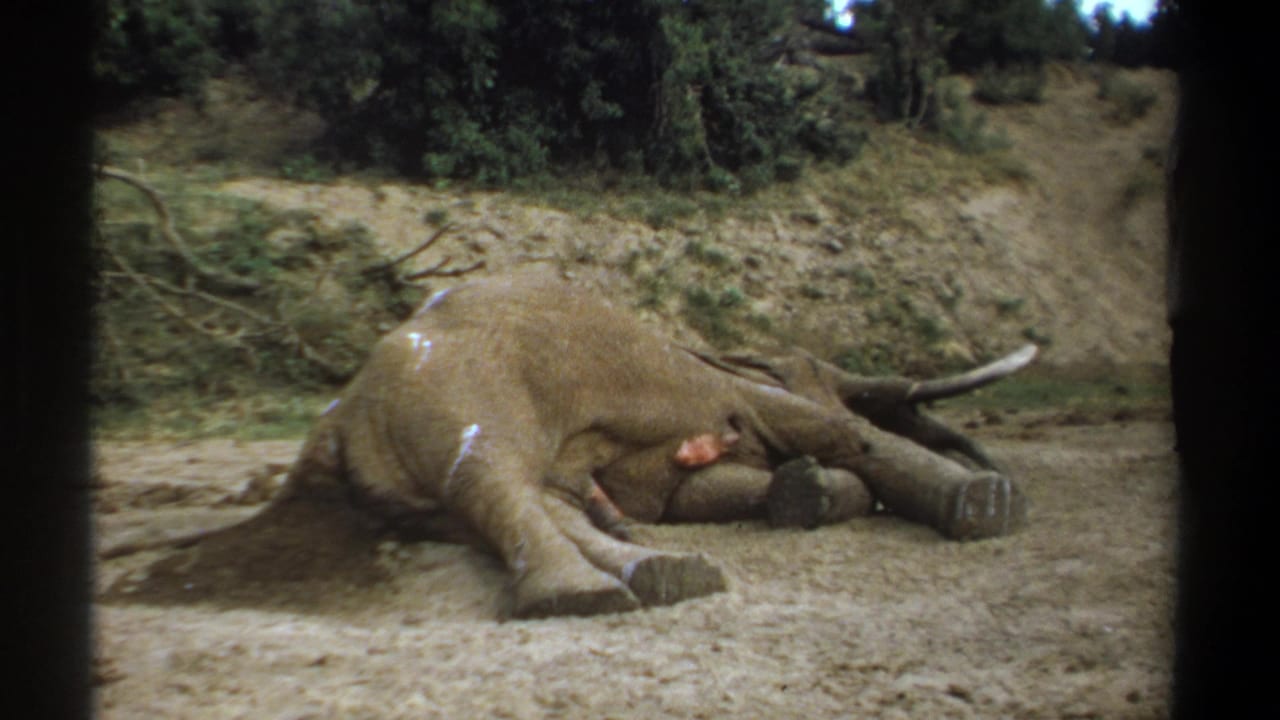 Dead elephant with tusks lying on dry ground near trees and a sloped bank.