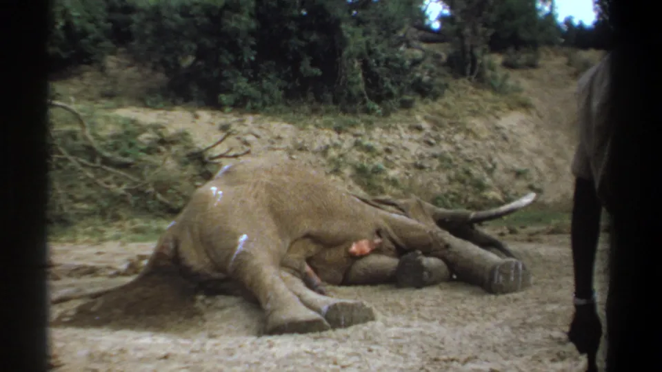 1969 Kenya 8mm frame showing a dead elephant in a dusty clearing, with part of a standing person visible at the right edge.