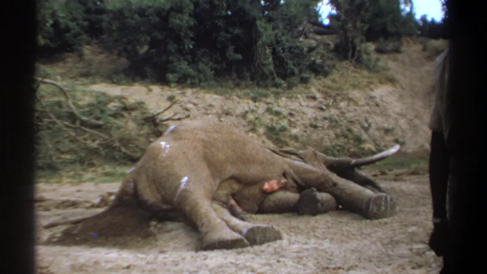 1969 Kenya 8mm frame showing a dead elephant on its side near a dirt roadside as a person stands partly visible nearby.