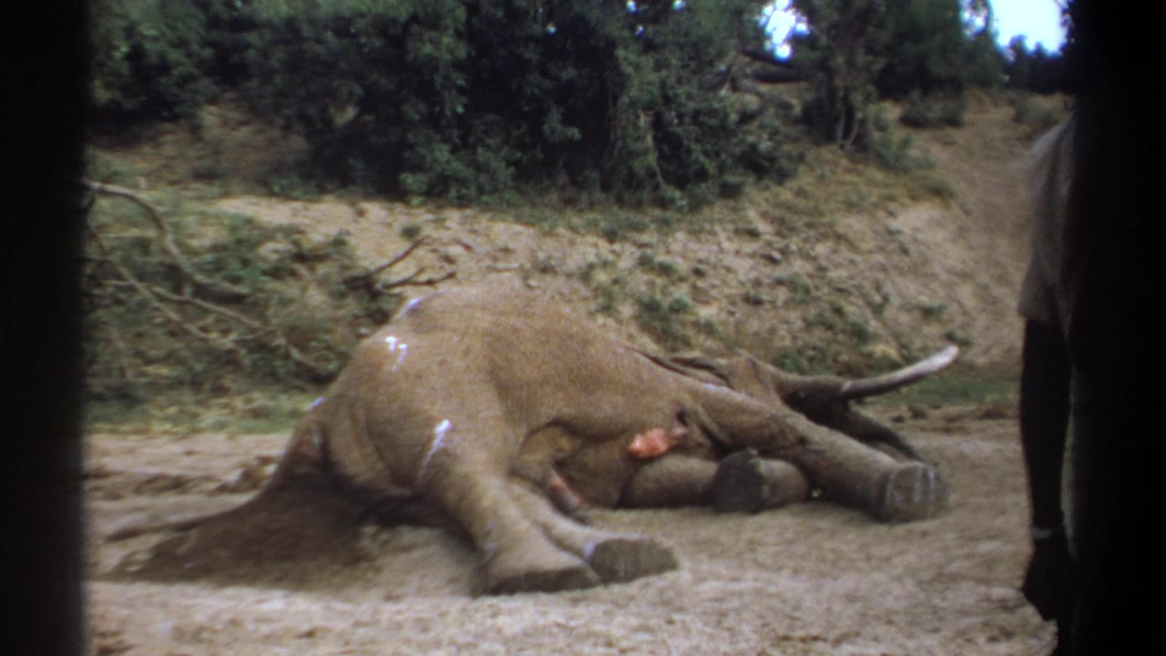 Dead elephant on dry ground with brush behind it and a person partly visible at right.