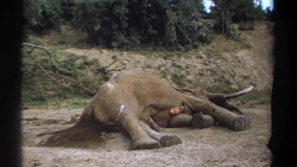1969 Kenya 8mm still showing a dead elephant beside a dirt roadside, with dry ground, brush, and trees in the background.