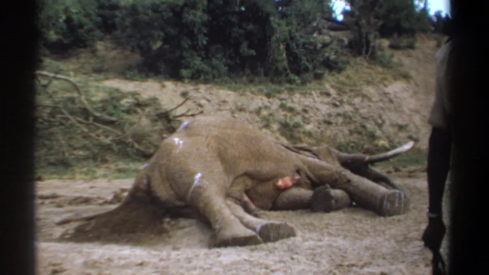 1969 Kenya frame showing the dead elephant from a similar angle, with a person's lower body partly visible at the right edge.