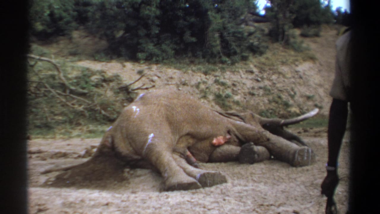 1969 Kenya 8mm frame showing a large elephant lying on dusty ground near shrubs, with a partial adult figure visible at the right edge.
