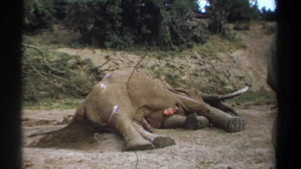1969 Kenya 8mm frame showing the elephant on its side in a dusty wildlife clearing, with shrubs, trees, and dark obstructions at the edges.
