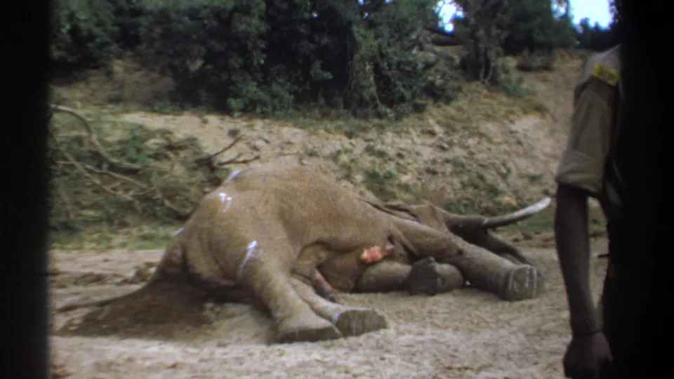 1969 Kenya 8mm frame of an elephant lying in a dusty clearing while a cropped adult in safari clothing appears at the right edge.