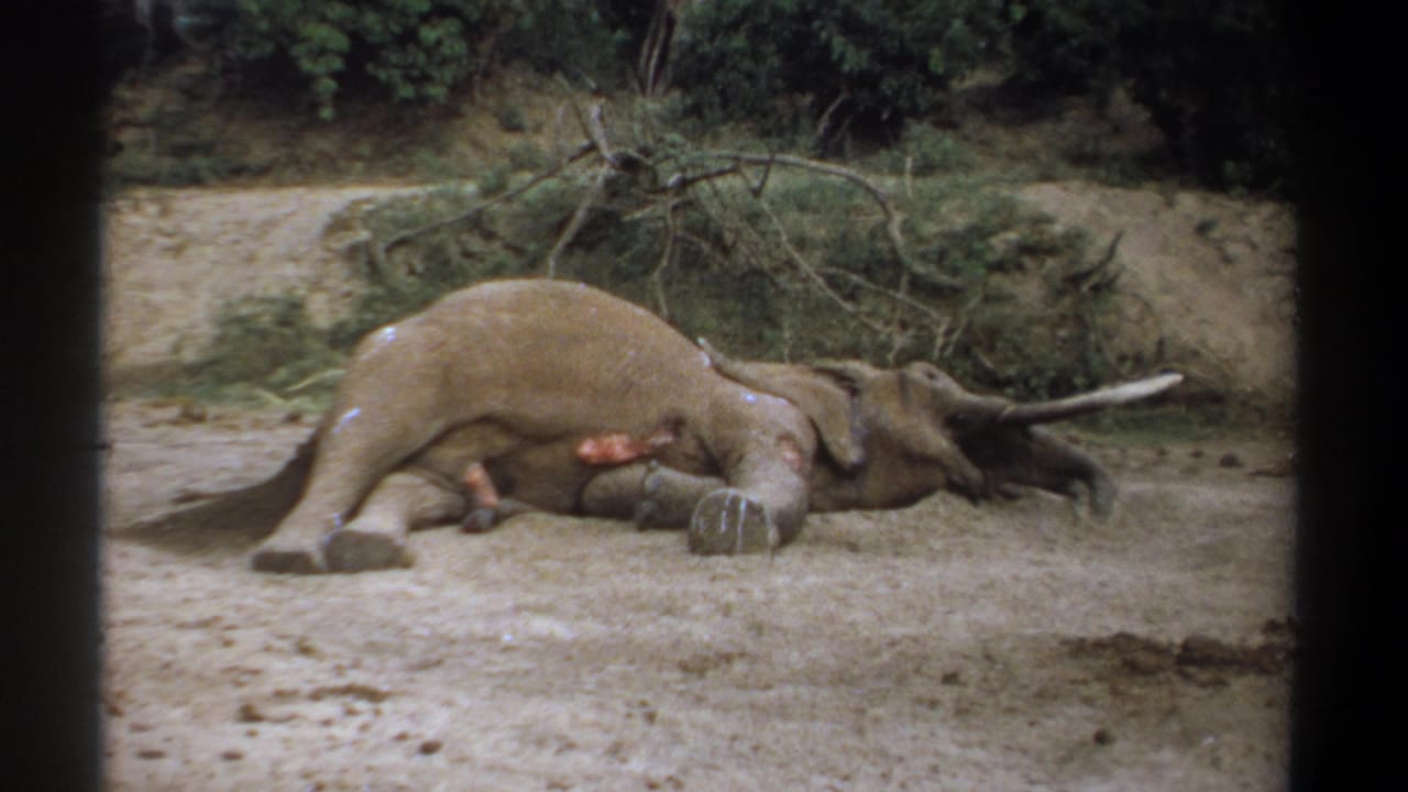 1969 Kenya 8mm frame showing a deceased elephant on its side in a dry sandy area with tusks, a flank wound, and sparse greenery behind.