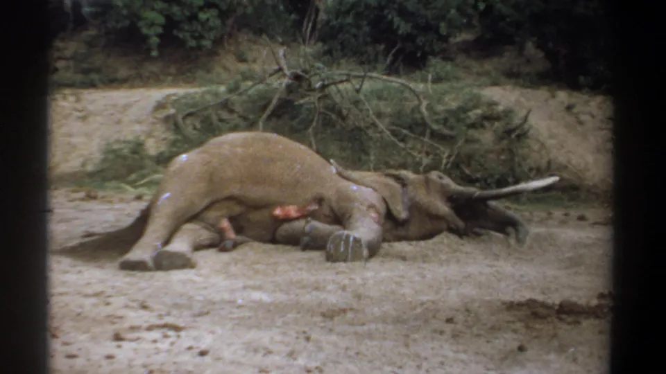 1969 Kenya 8mm frame showing a deceased elephant on its side in a dry sandy area with tusks, a flank wound, and sparse greenery behind.