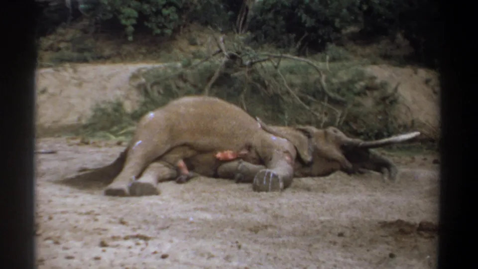 1969 Kenya 8mm frame of a dead elephant lying in a dry clearing, with tusks extending to the right and brush in the background.