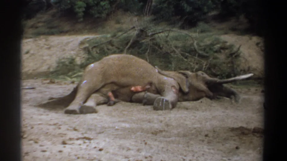 1969 Kenya 8mm frame showing the side of a deceased elephant on sandy terrain, with sparse vegetation and fallen limbs behind it.
