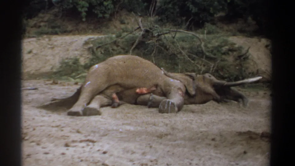 1969 Kenya 8mm frame of a dead elephant lying below brush and fallen branches, with tusks visible against the sandy ground.