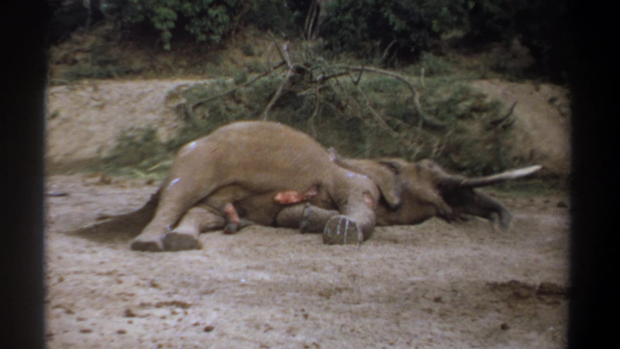 Tusked elephant lying motionless on sandy ground beside brush and fallen branches.