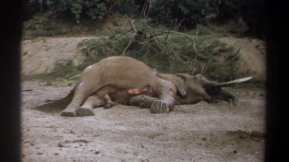 Kenya 1969 8mm frame showing a tusked elephant lying motionless on sandy ground with brush behind it and a visible wound area.