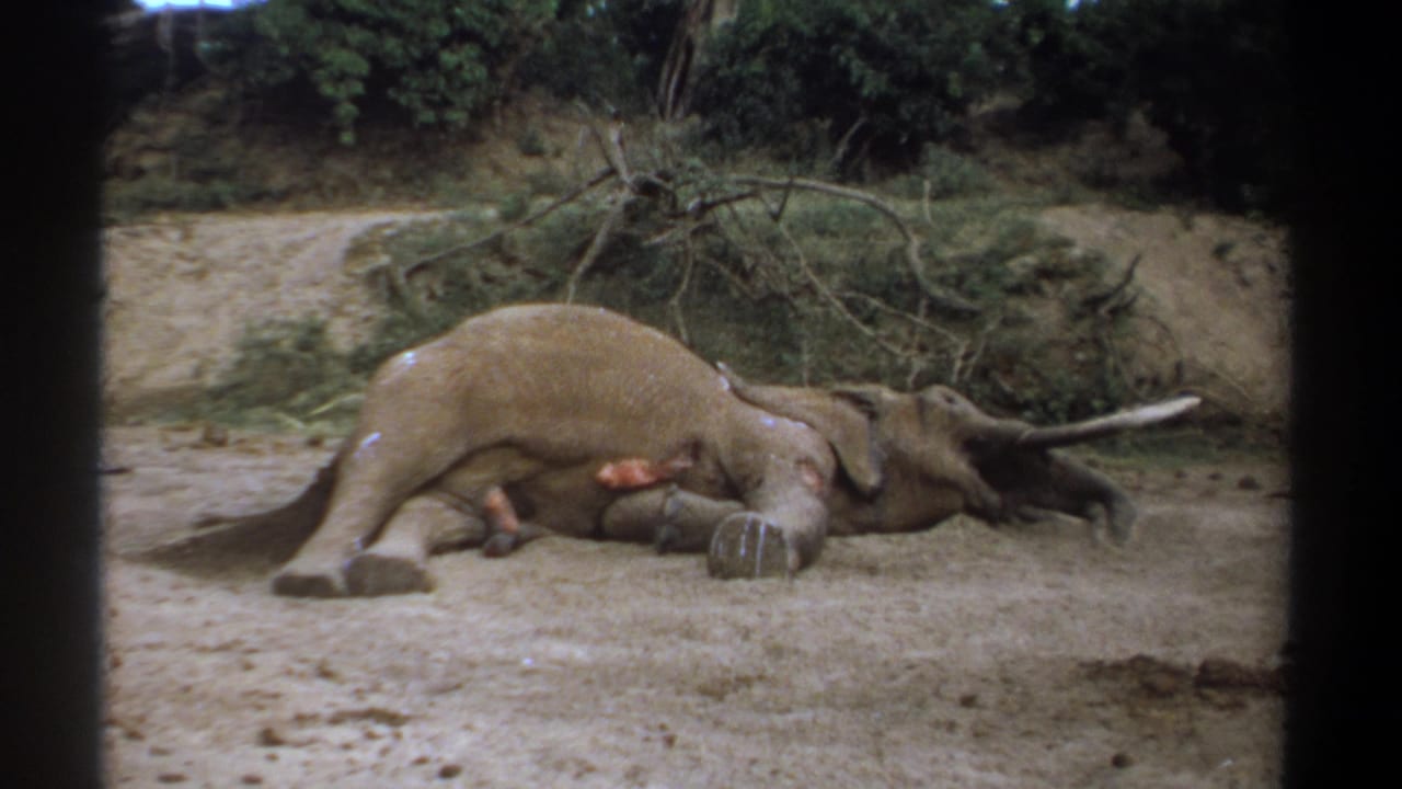 Kenya 1969 8mm frame of a large tusked elephant lying on its side on bare sandy ground with scrub and branches behind it.