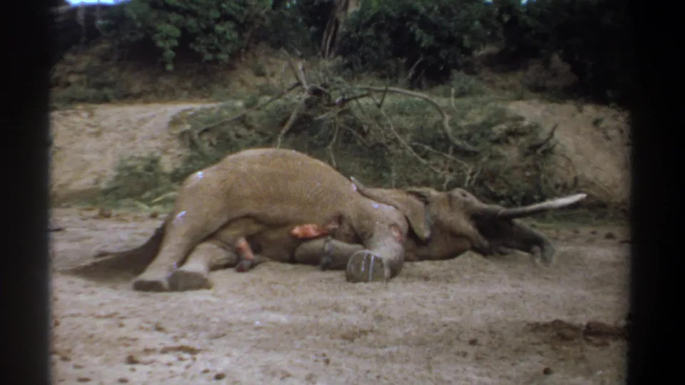 Kenya 1969 8mm frame of a large tusked elephant lying on its side on bare sandy ground with scrub and branches behind it.