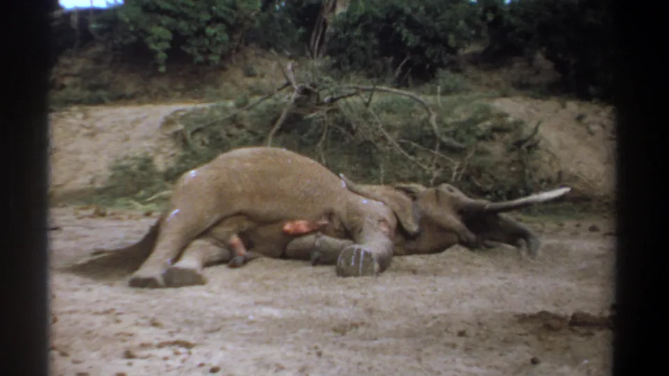 Kenya 1969 8mm frame showing the elephant lying motionless in a sandy clearing, with a wound area, tusks, brush, and dark frame edges visible.