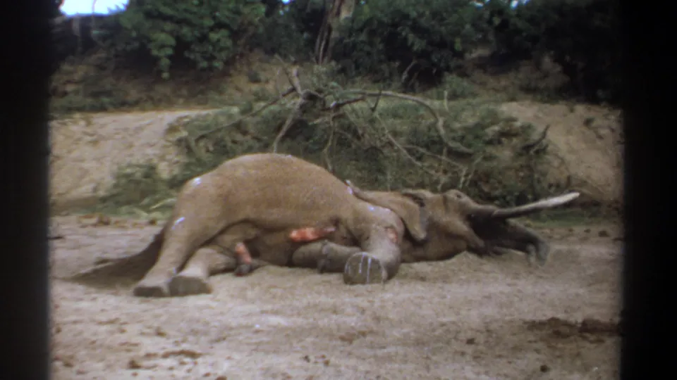 Kenya 1969 8mm frame of a motionless tusked elephant on sandy terrain, partly framed by dark film borders and backed by brush and branches.