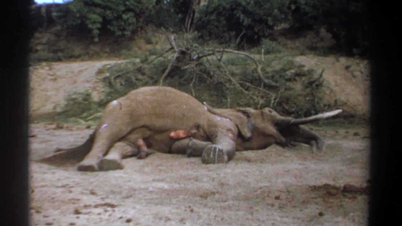1969 Kenya 8mm frame showing a dead elephant on its side in a sandy clearing with tusks, trees, and brush visible.