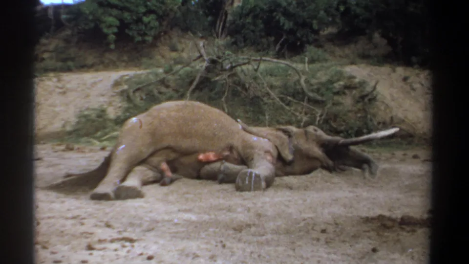 1969 Kenya 8mm frame showing a dead elephant on its side in a sandy clearing with tusks, trees, and brush visible.