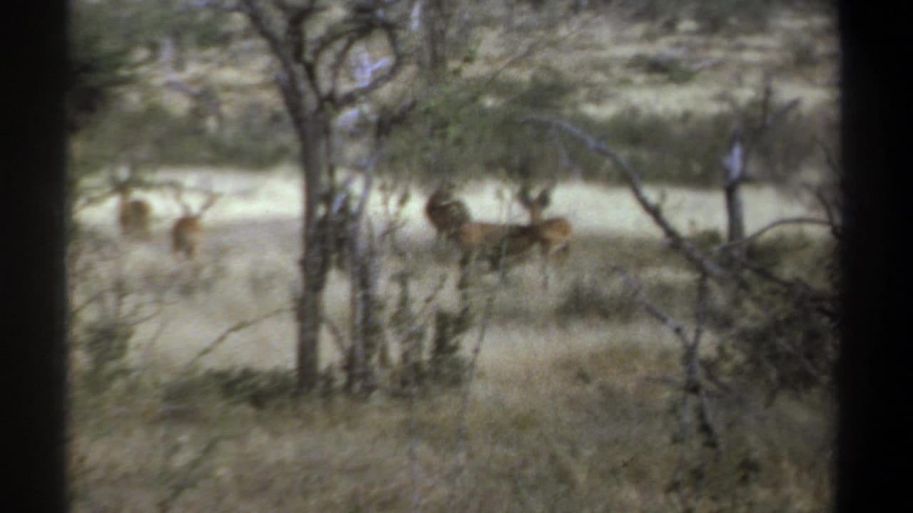 1969 Kenya 8mm frame showing antelope-like wildlife standing beyond trees in dry grass, viewed through soft focus and dark borders.