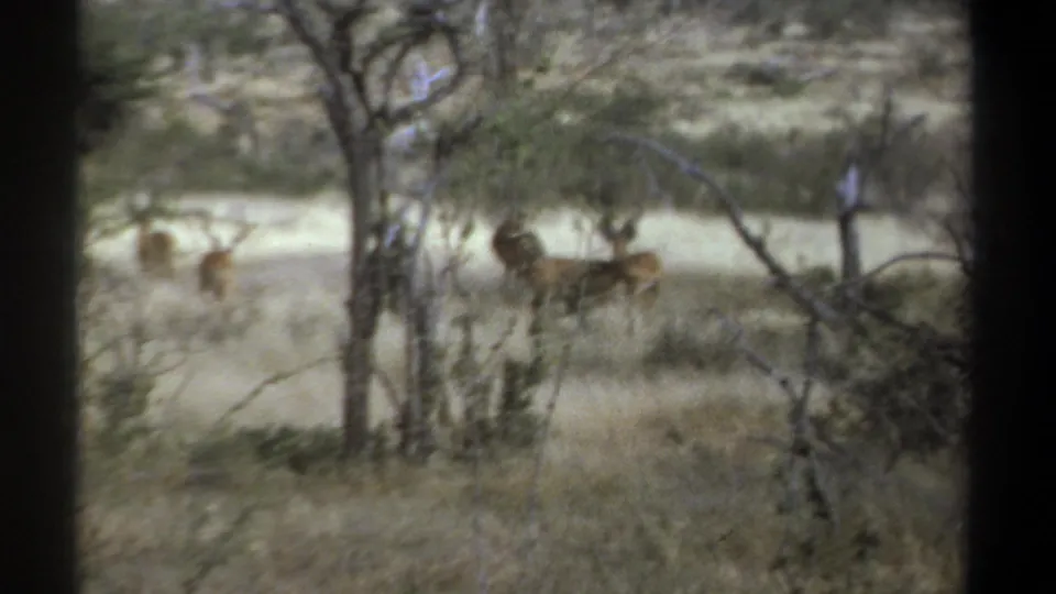 1969 Kenya 8mm frame showing antelope-like wildlife standing beyond trees in dry grass, viewed through soft focus and dark borders.