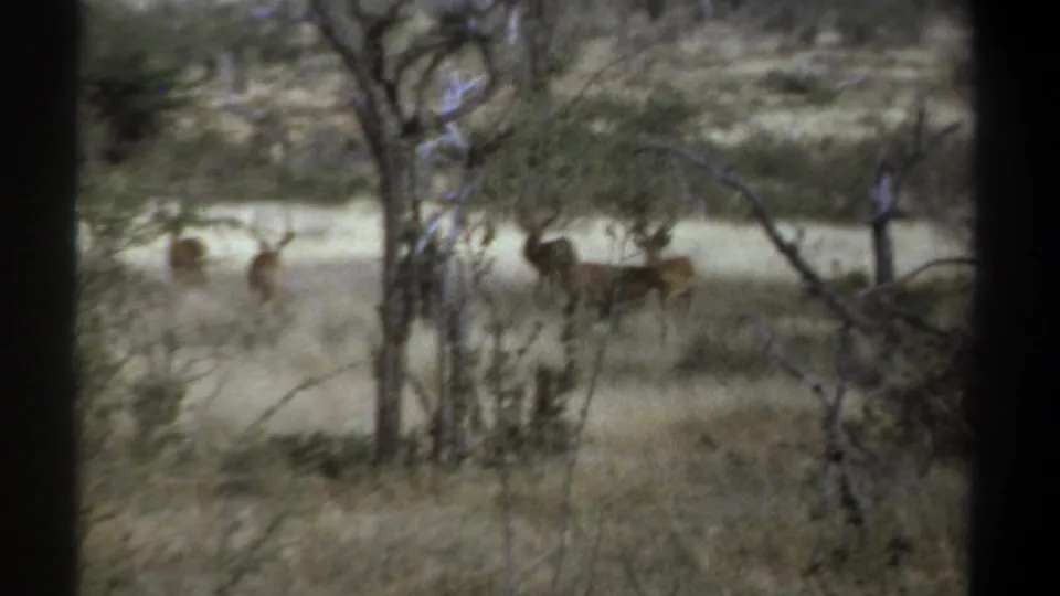 1969 Kenya 8mm frame with distant antelope-like animals in dry bushland, partially screened by tree trunks and branches.