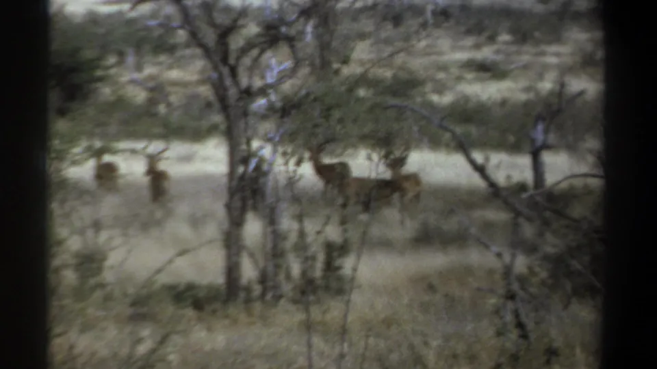 1969 Kenya 8mm frame showing antelope-like wildlife standing in dry grass behind sparse trees, with dark film borders visible.