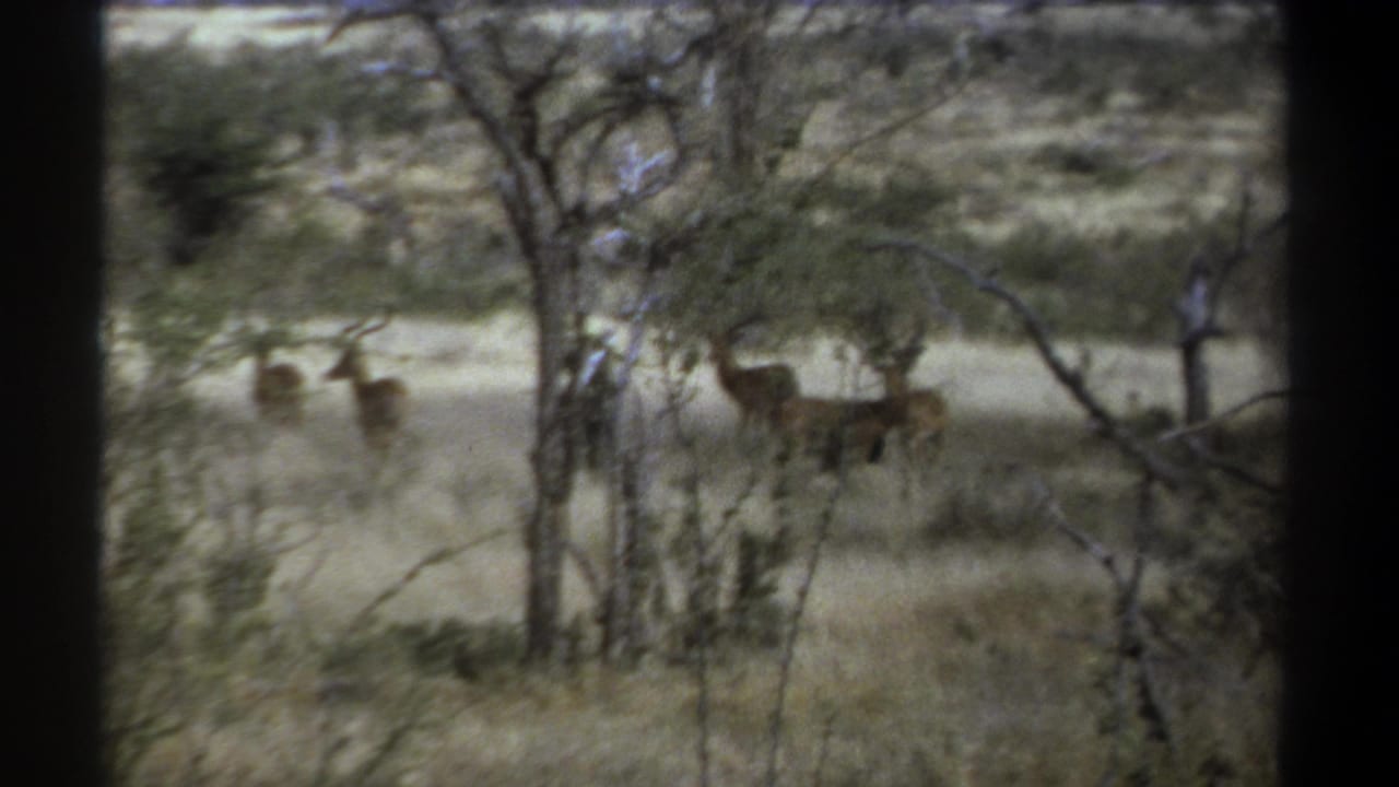 1969 Kenya safari home-movie frame showing antelope-like animals in dry savanna grass behind scattered trees.