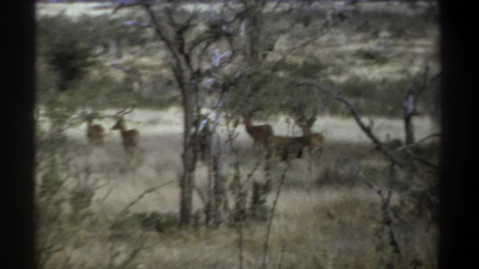 1969 Kenya safari home-movie frame showing antelope-like animals in dry savanna grass behind scattered trees.
