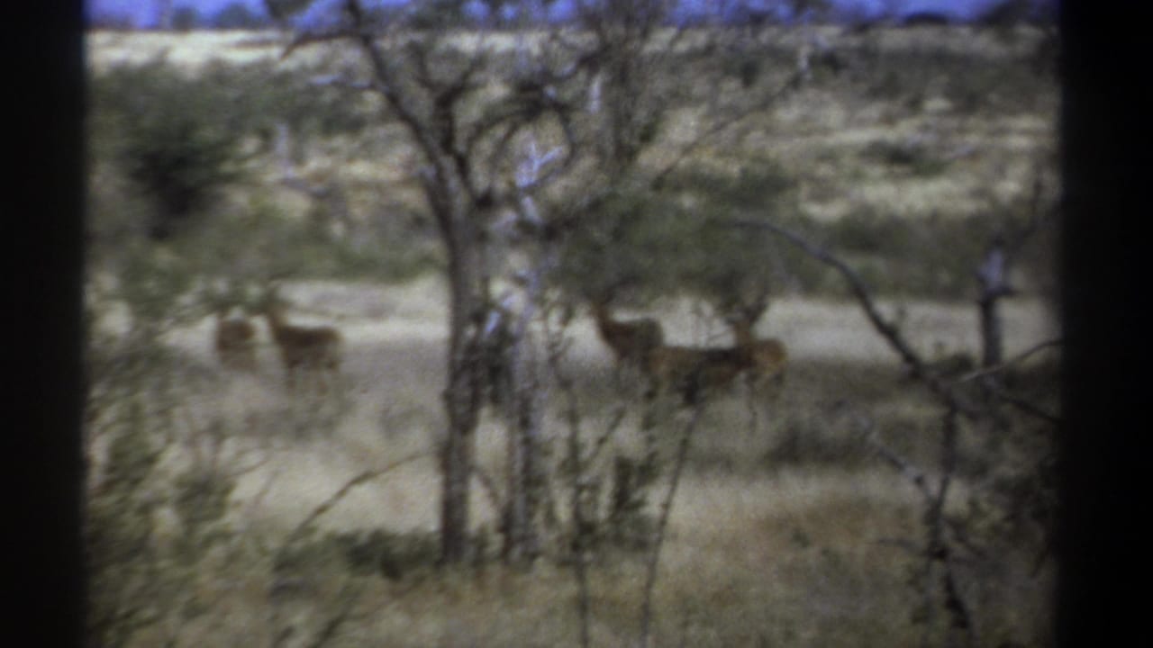 Kenya 1969 8mm safari view of antelope-like animals partly obscured by trees and dry grass.